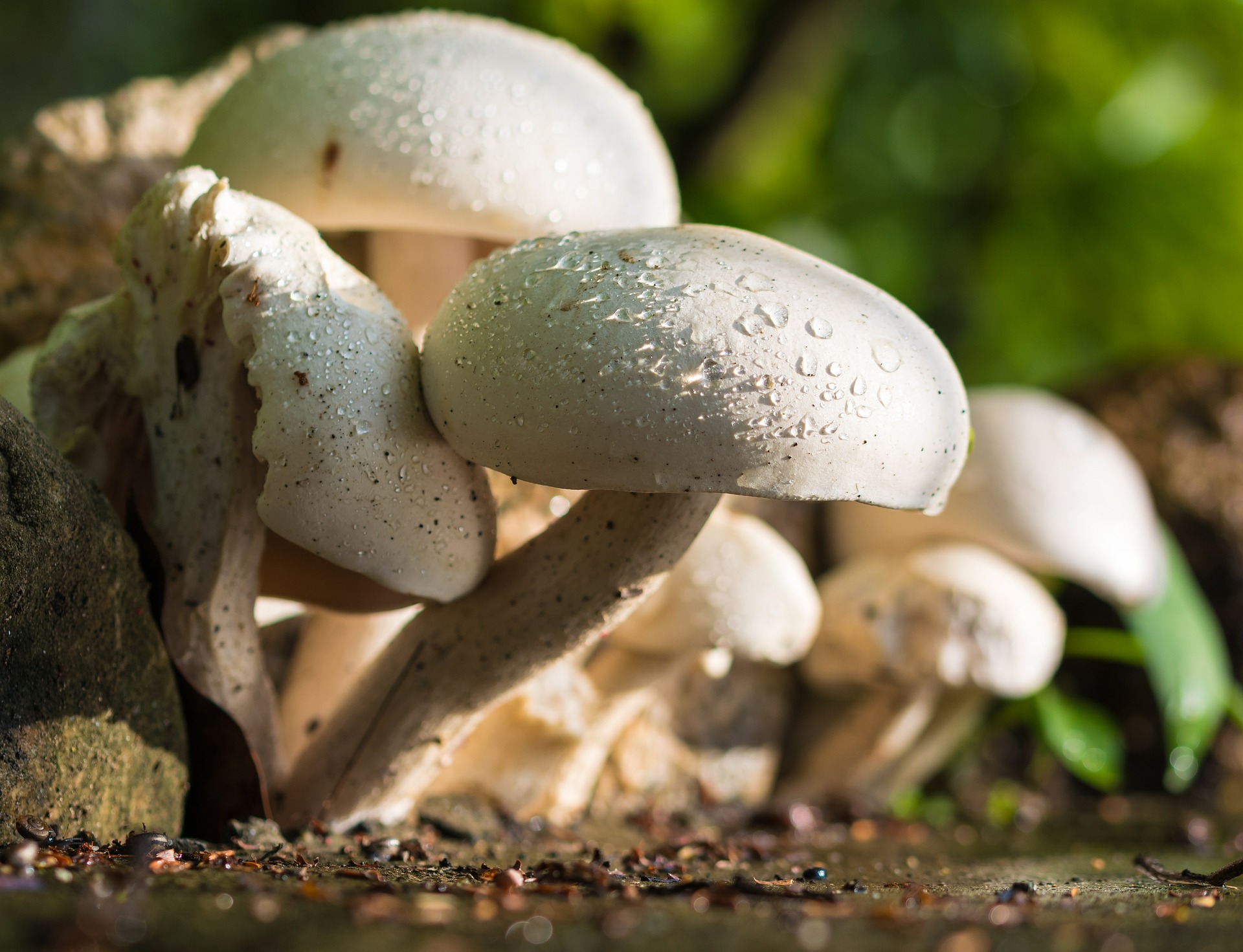 Mushroom  1