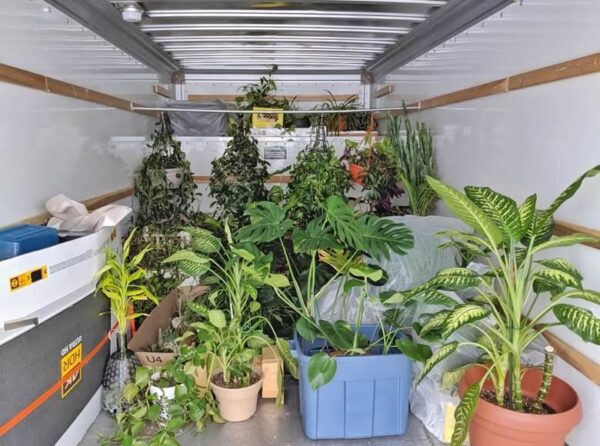 Tips for Safely Moving House Plants 