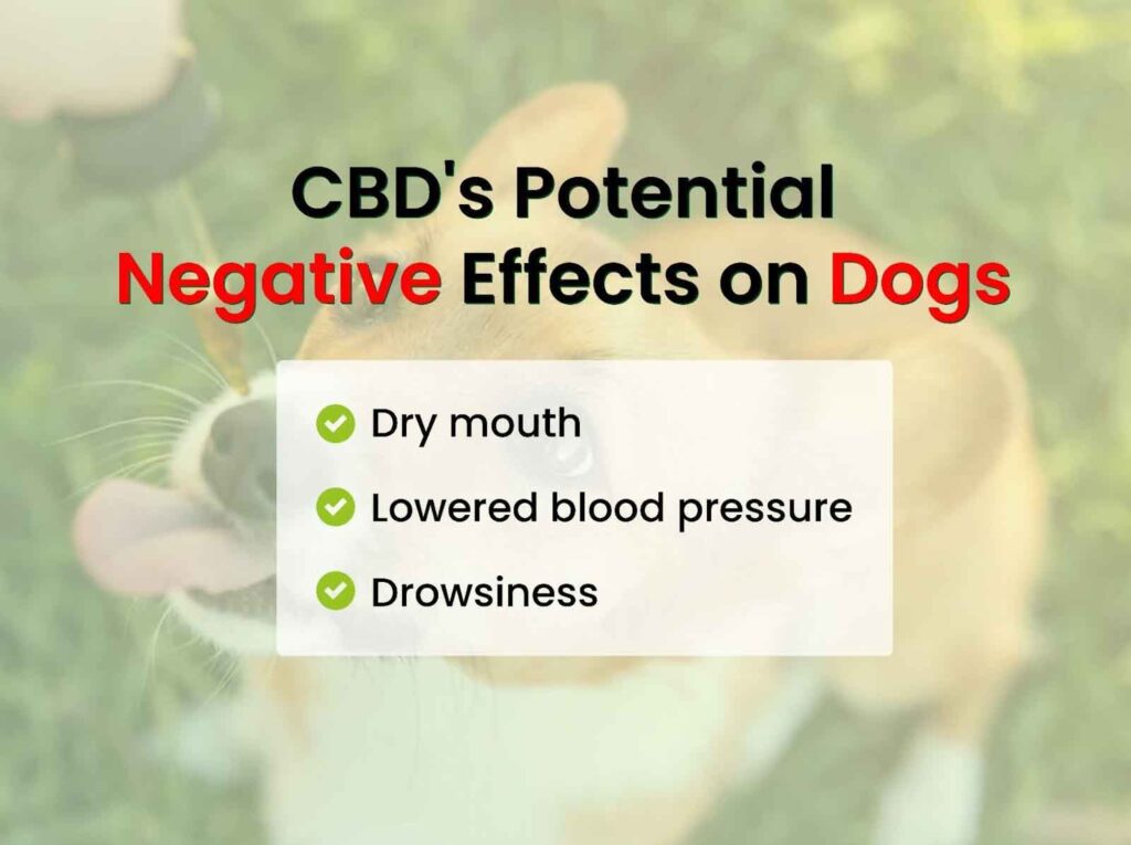 CBD's Potential Negative Effects on Dogs