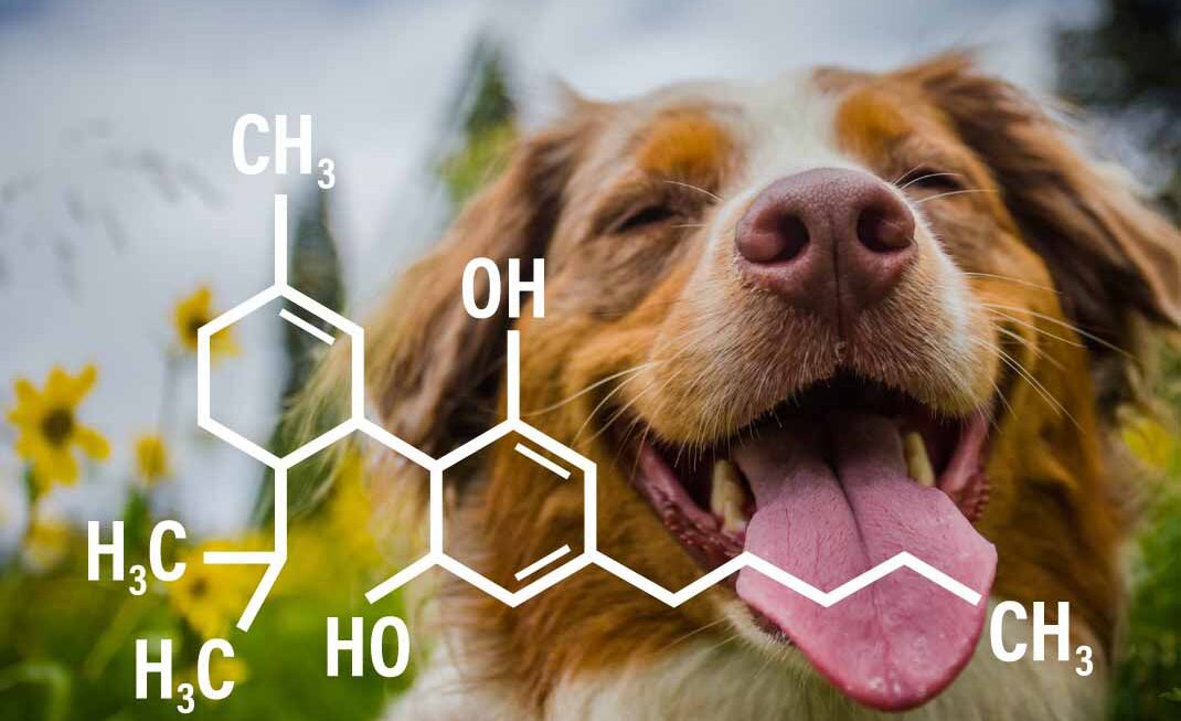 Effects of CBD Oil on Dogs Is It Effective or Deadly