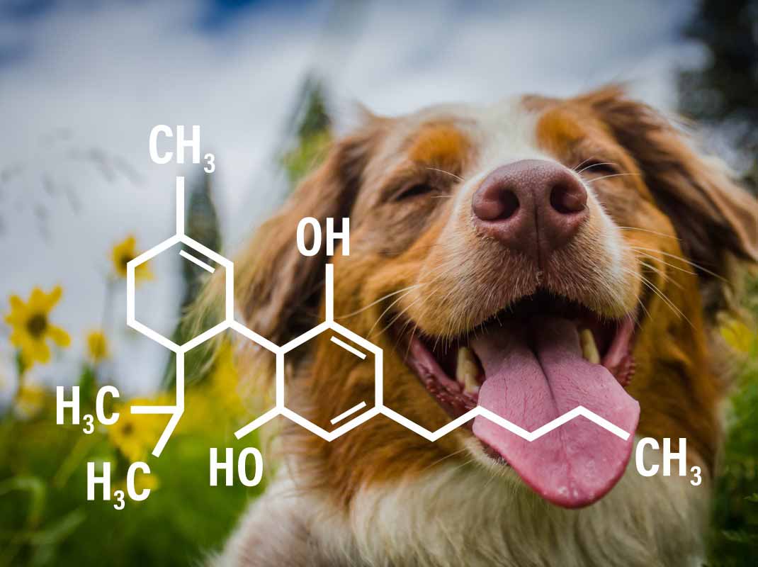 Effects of CBD Oil on Dogs Is It Effective or Deadly