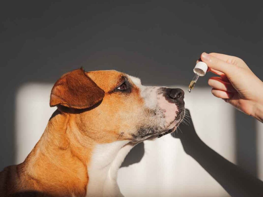 What Dog Health Issues Can CBD Oil Help With