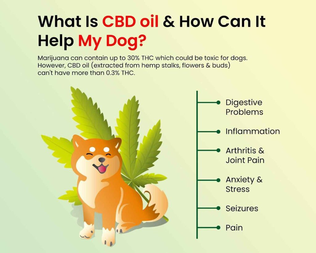 What Effect Does CBD Have on Dogs
